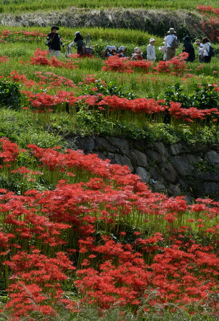 ヒガンバナ見頃6