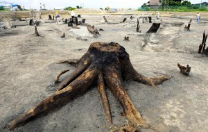 中西遺跡の発掘調査で確認されたエノキの切り株。切り倒す際に焼かれたことがわかる