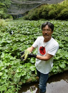 昨年作付けしたワサビの芋を手にする津田さん=野迫川村