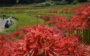 ヒガンバナ見頃