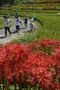 ヒガンバナ見頃1