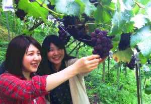 ブドウ狩りを楽しむ観光客