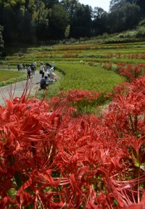 ヒガンバナ見頃2