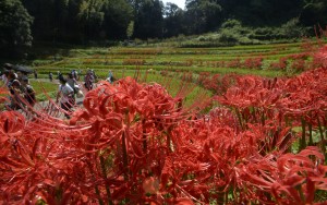 ヒガンバナ見頃4