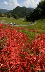 ヒガンバナ見頃9