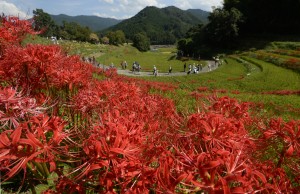 ヒガンバナ見頃8