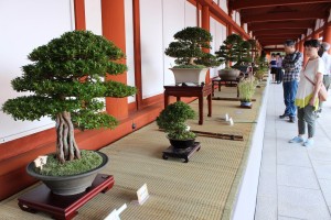 薬師寺で開催中の「さつき盆栽展」