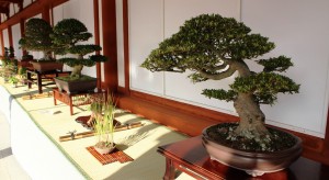 盆栽展②