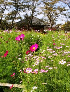 見ごろを迎えた安倍文殊院のコスモス