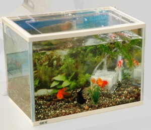 金魚5、6匹と水槽、エアーポンプがセットの「金魚と飼育セット」