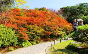 秋晴れの空の下、赤く色づくドウダンツツジ