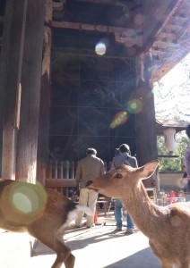 修理を終えた吽形像の前を横切るシカ