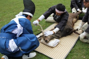 勢子たちがシカを取り押さえ、神官役が角を切り落とした
