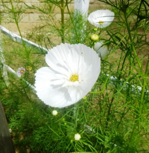 カップケーキミックス