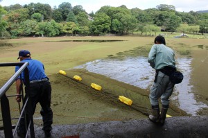 網を使って荒池に大量発生した浮草を排水口まで引き寄せる作業員