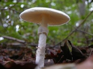 「殺しのエンジェル」と呼ばれる猛毒のドクツルタケ（奈良きのこの会提供）