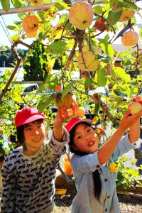 リンゴ収穫体験③