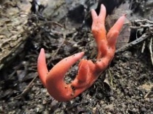 今年８月、生駒山山麓で見つかったカエンタケ（奈良きのこの会提供）