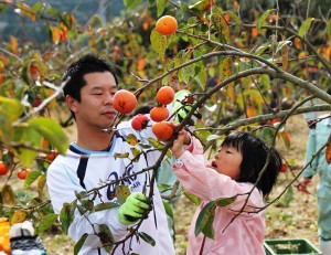 約７０人が真剣な表情で柿を収穫した