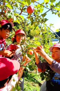 リンゴ収穫体験②