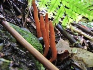 今年９月、春日山遊歩道付近で見つかったカエンタケ（奈良きのこの会提供）