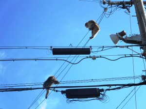 電線を器用に伝う２匹の野生ザル＝１１月５日午前、安堵町（町提供）