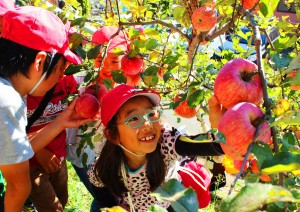 歓声を上げながらリンゴを取る子供たち