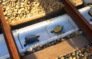 遅延被害防止のために設けられたカメ落下用の溝(JR西日本提供)