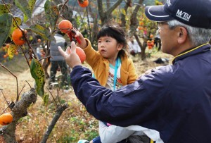 約70人が真剣な表情で柿を収穫した