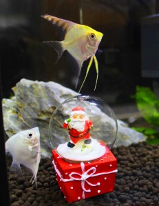 サンタクロースの置物の周りを泳ぐ熱帯魚