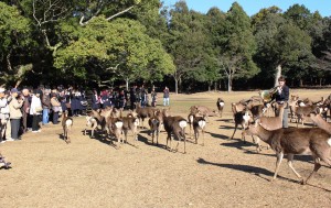ホルンの音色につれられ集まったシカとそれを見守る観光客ら