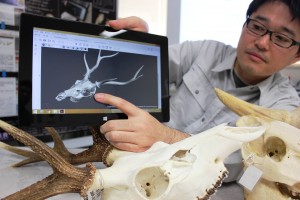 奈良文化財研究所がデータベース化した動物骨の立体的な図譜