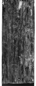 役人の名前などが列記された木簡の一部。井戸枠板に転用され、文字が白く抜けている（奈良文化財研究所提供）