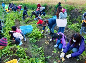 保護者や地域住民と一緒にジャガイモ掘りを楽しむ児童