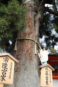 掛け替えられたしめ縄に紙垂をつける神職