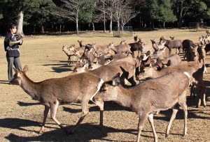 ホルンの音色につれられ集まったシカ