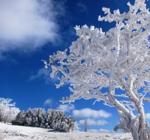 三峰山の霧氷（御杖村観光協会提供）