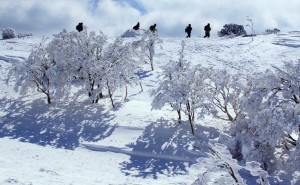 三峰山の霧氷（御杖村観光協会提供）