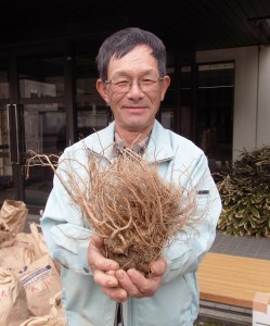 大きく育った大和トウキの根を持つ藤田貢さん