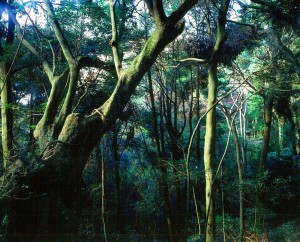 春日山原始林の内部。国の特別天然記念物に指定された貴重な森だ（県提供）