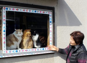 窓から顔をのぞかせるこてつ、ちゃー、あすか（右から）。祖母の広瀬幸子さん（７７）は「よく並んでいるのは太陽の光が東から差す午前中」と話す