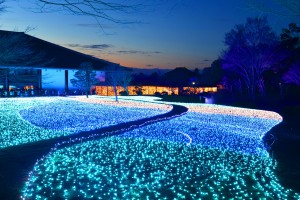 昨年の「なら瑠璃絵」の様子。〝光のじゅうたん〟が幻想的な雰囲気を演出した