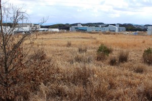 開発計画が止まっている高山第２工区。草木がうっそうと生い茂る