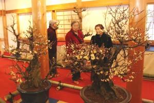 盆梅展会場は華やかな雰囲気に包まれている