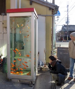 柳町商店街の名物「金魚ボックス」