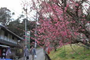 梅まつりが始まった月ケ瀬地区で咲きはじめた梅の花
