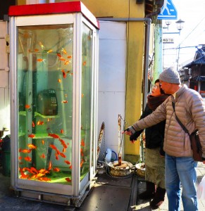 地域のまちおこし団体が使われなくなった電話ボックスを水槽に改造し３年前に設置した「金魚ボックス」