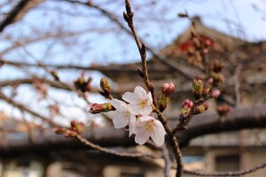 例年より早く咲き始めたソメイヨシノ