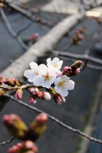 桜開花②