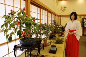 見事な枝ぶりをした椿の盆栽がずらりと並ぶ